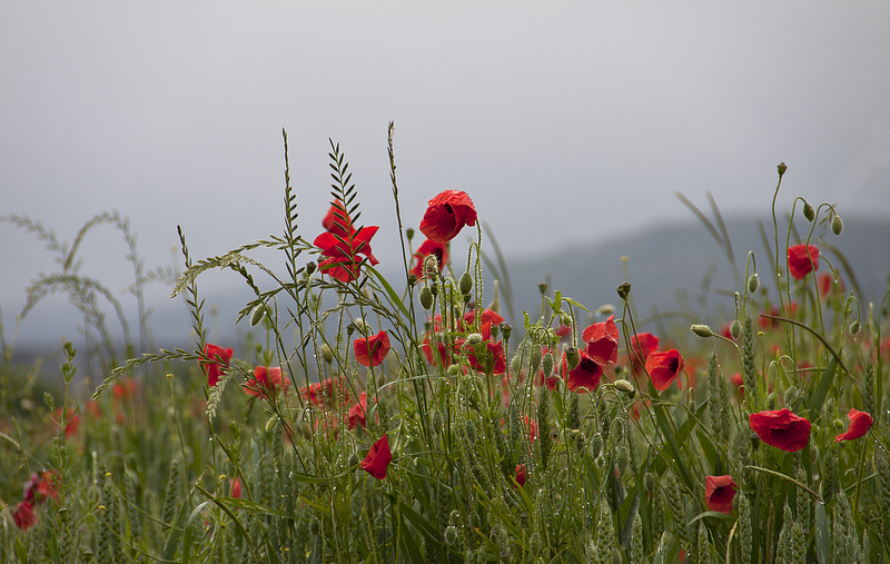 Photo of poppies