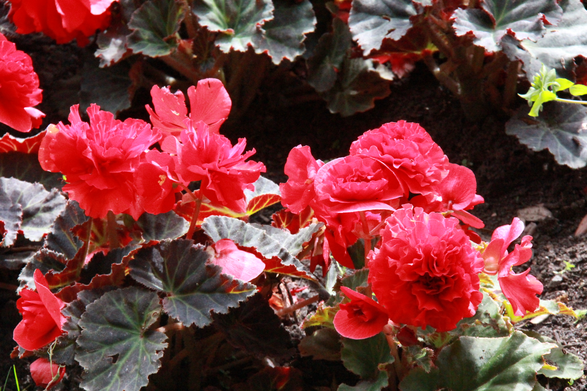 Creating a Mobile Marketing Strategy – Build An App or a Mobile Website?