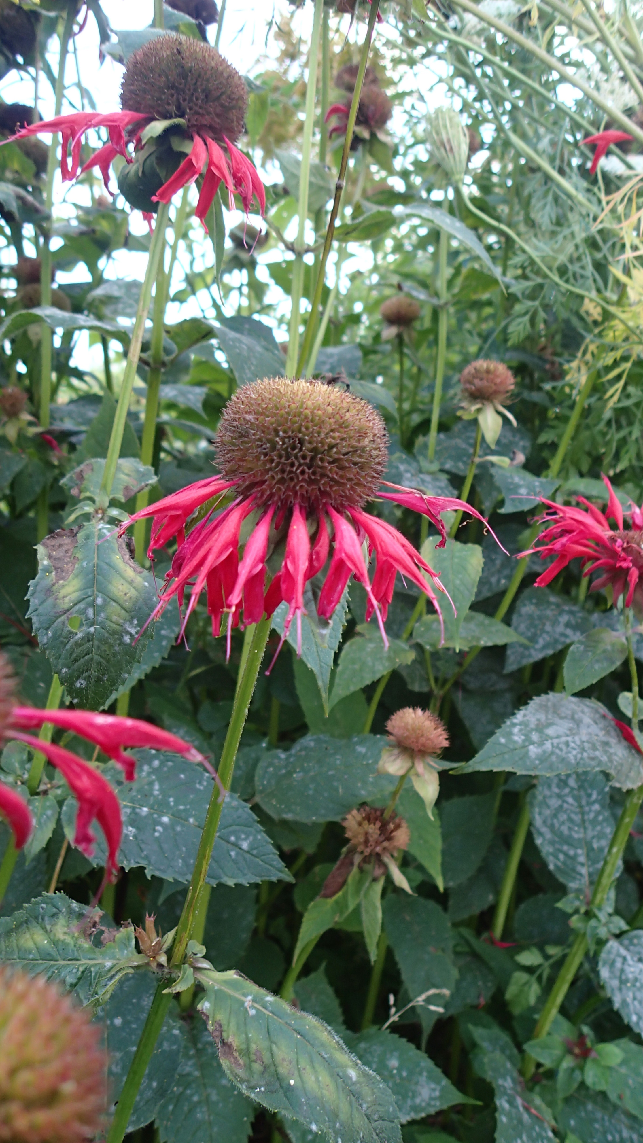 How to Spot Spam Comments – Funny Google Translate Examples