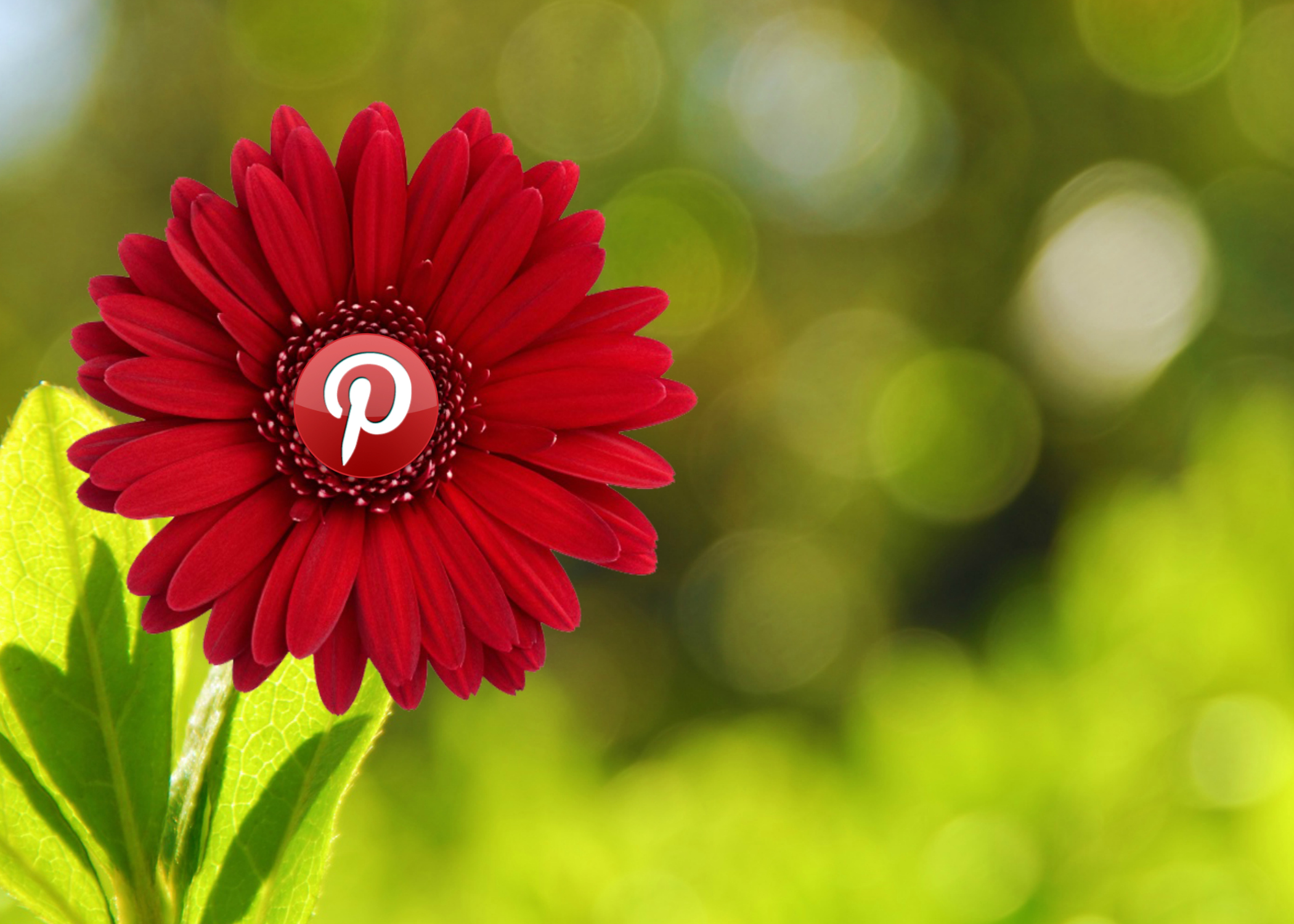 Picture of a flower with a Pinterest logo