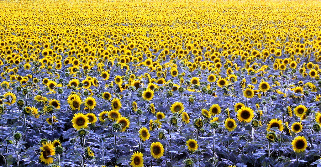 photo of a field of sunflowers