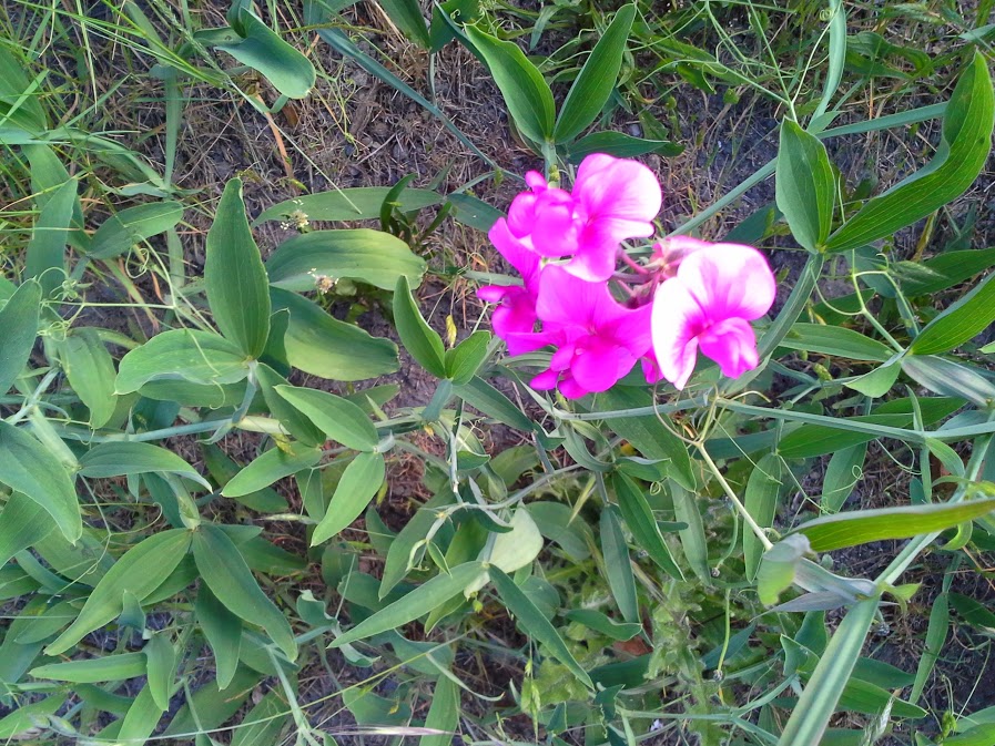 photo of a pink flower