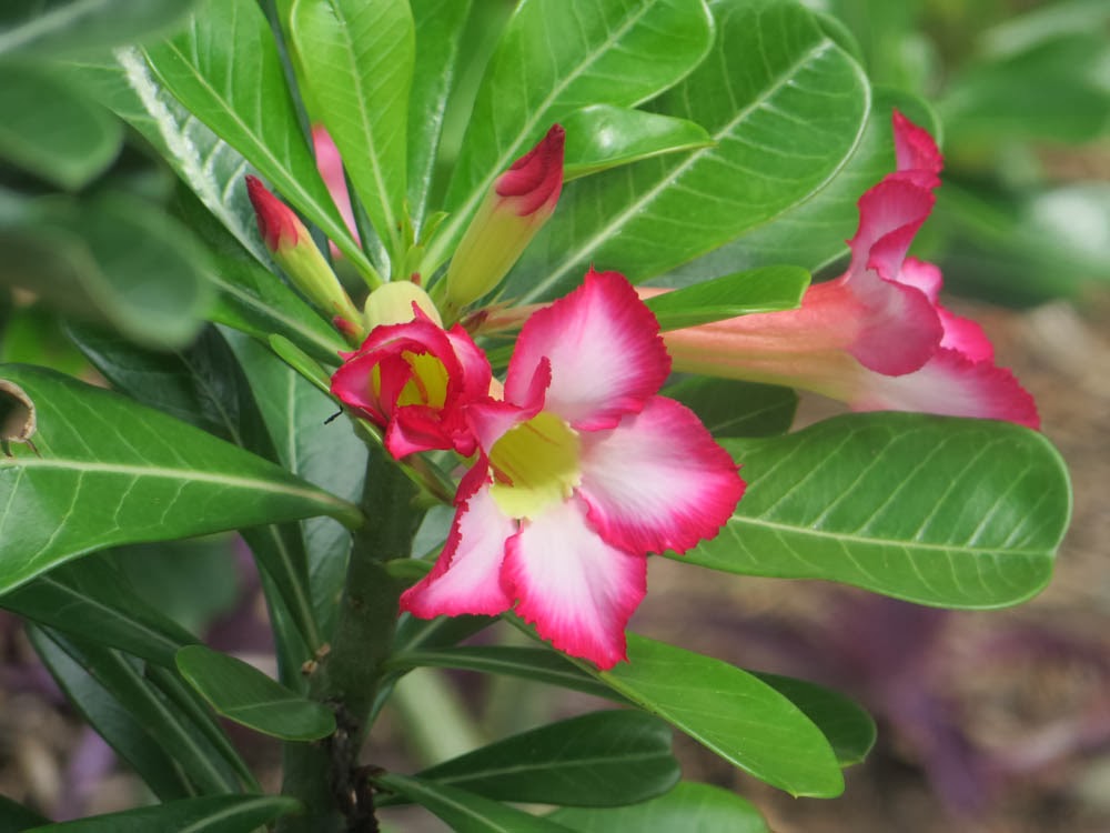 An easier way to edit Wikipedia?